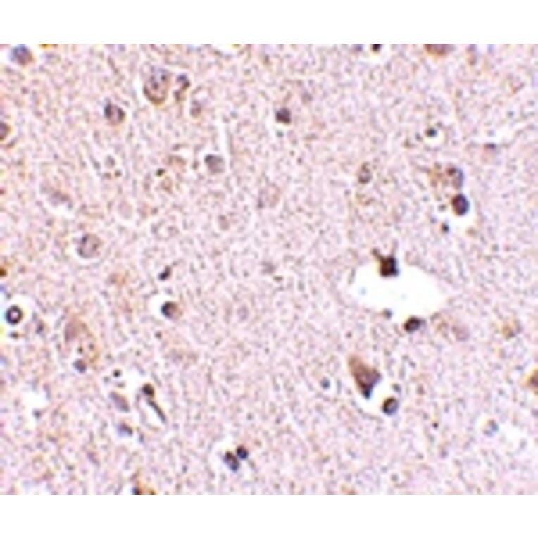 Immunohistochemistry - POLR3F Antibody from Signalway Antibody (24726) - Antibodies.com