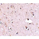 Immunohistochemistry - POLR3F Antibody from Signalway Antibody (24726) - Antibodies.com