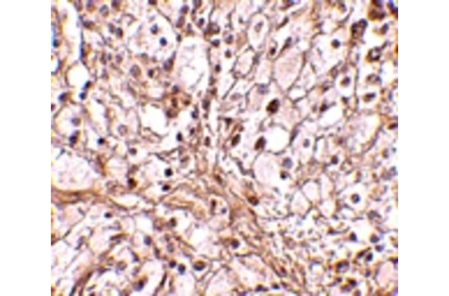 Immunohistochemistry - TRIM30 Antibody from Signalway Antibody (24732) - Antibodies.com