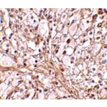 Immunohistochemistry - TRIM30 Antibody from Signalway Antibody (24732) - Antibodies.com