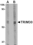 Western blot - TRIM30 Antibody from Signalway Antibody (24733) - Antibodies.com