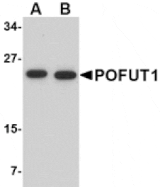 Western blot - POFUT1 Antibody from Signalway Antibody (24741) - Antibodies.com