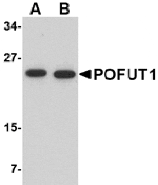 Western blot - POFUT1 Antibody from Signalway Antibody (24741) - Antibodies.com