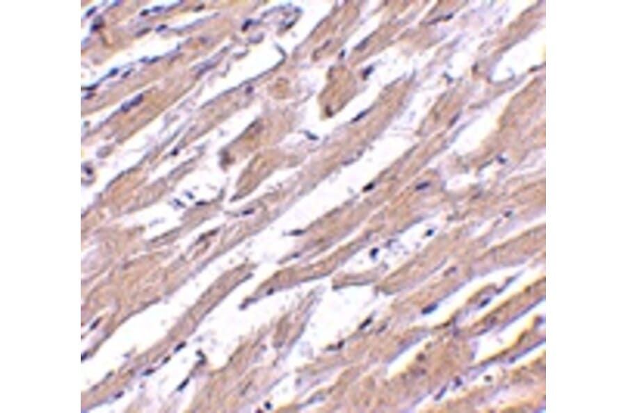 Immunohistochemistry - POFUT1 Antibody from Signalway Antibody (24741) - Antibodies.com