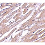 Immunohistochemistry - POFUT1 Antibody from Signalway Antibody (24741) - Antibodies.com