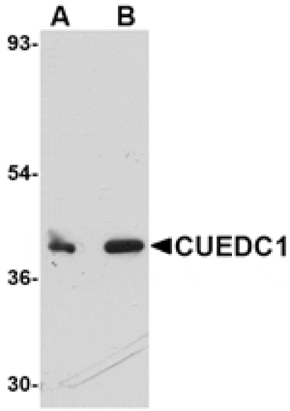 Western blot - CUEDC1 Antibody from Signalway Antibody (24766) - Antibodies.com