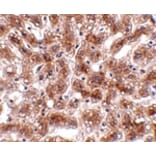 Immunohistochemistry - CUEDC1 Antibody from Signalway Antibody (24766) - Antibodies.com