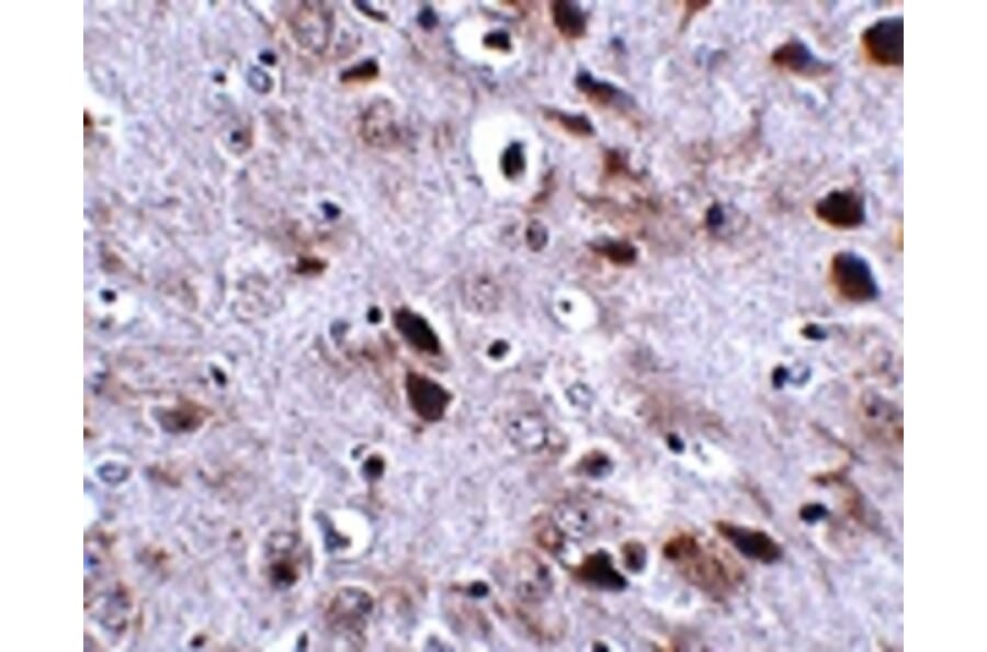 Immunohistochemistry - TMEM18 Antibody from Signalway Antibody (24842) - Antibodies.com