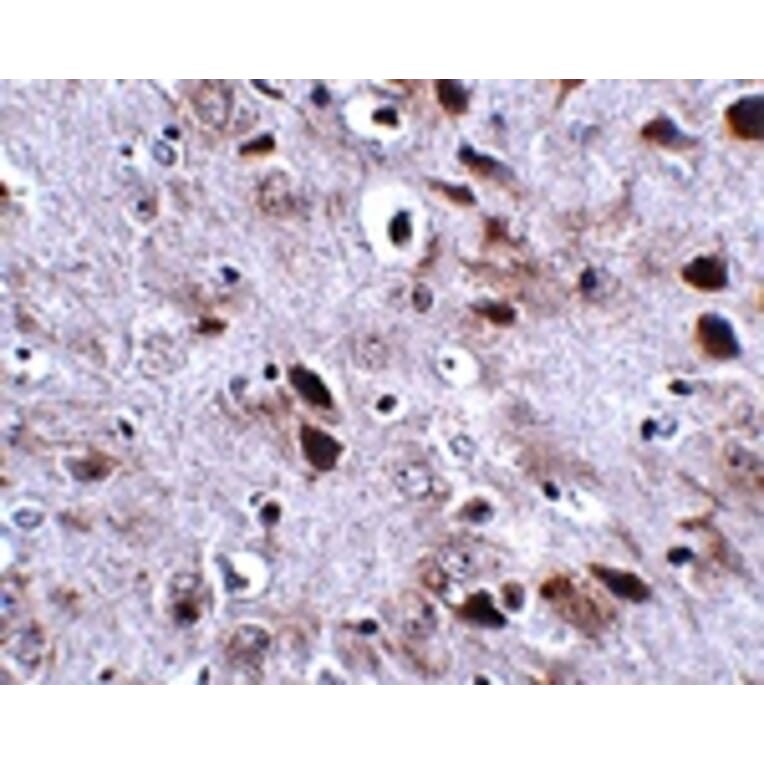 Immunohistochemistry - TMEM18 Antibody from Signalway Antibody (24842) - Antibodies.com