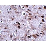 Immunohistochemistry - TMEM18 Antibody from Signalway Antibody (24842) - Antibodies.com