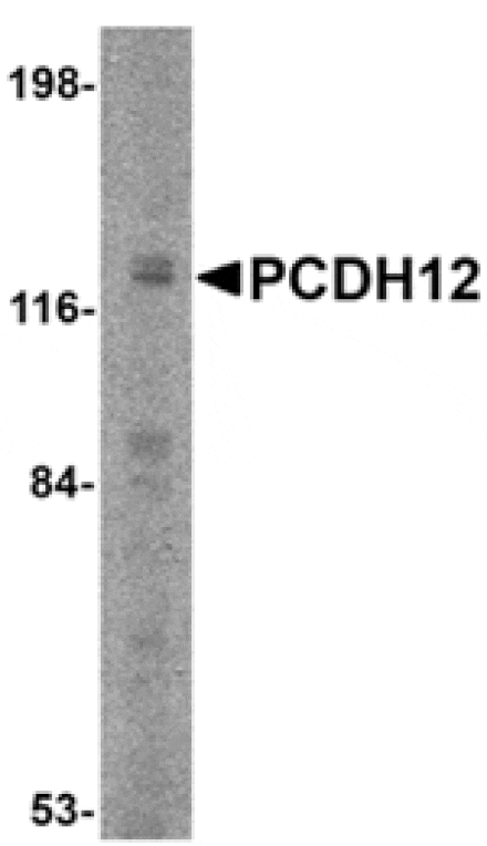 Western blot - PCDH12 Antibody from Signalway Antibody (24854) - Antibodies.com