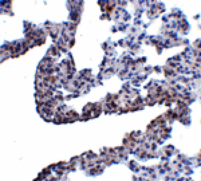 Immunohistochemistry - PCDH12 Antibody from Signalway Antibody (24854) - Antibodies.com