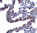 Immunohistochemistry - PCDH12 Antibody from Signalway Antibody (24854) - Antibodies.com
