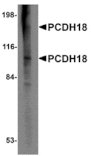 Western blot - PCDH18 Antibody from Signalway Antibody (24859) - Antibodies.com