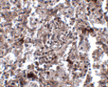 Immunohistochemistry - KCTD15 Antibody from Signalway Antibody (24861) - Antibodies.com