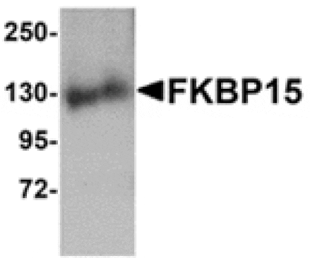 Western blot - FKBP15 Antibody from Signalway Antibody (24879) - Antibodies.com