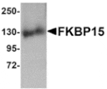 Western blot - FKBP15 Antibody from Signalway Antibody (24879) - Antibodies.com