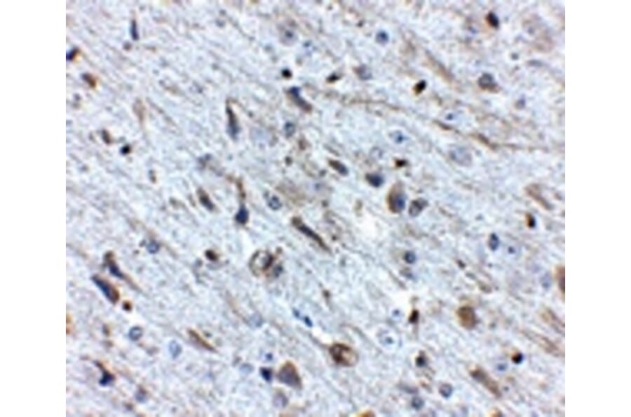 Immunohistochemistry - FKBP15 Antibody from Signalway Antibody (24879) - Antibodies.com