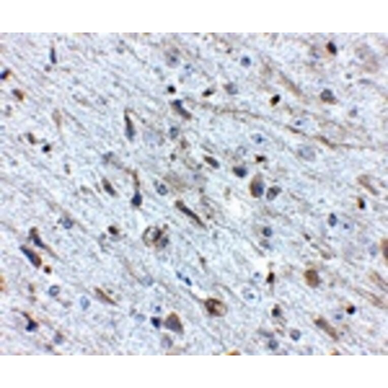 Immunohistochemistry - FKBP15 Antibody from Signalway Antibody (24879) - Antibodies.com
