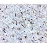 Immunohistochemistry - FKBP15 Antibody from Signalway Antibody (24879) - Antibodies.com