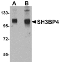 Western blot - SH3BP4 Antibody from Signalway Antibody (24895) - Antibodies.com