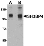Western blot - SH3BP4 Antibody from Signalway Antibody (24895) - Antibodies.com