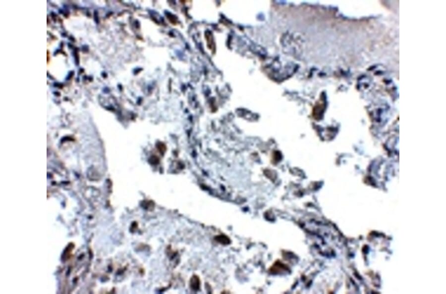 Immunohistochemistry - SH3BP4 Antibody from Signalway Antibody (24895) - Antibodies.com