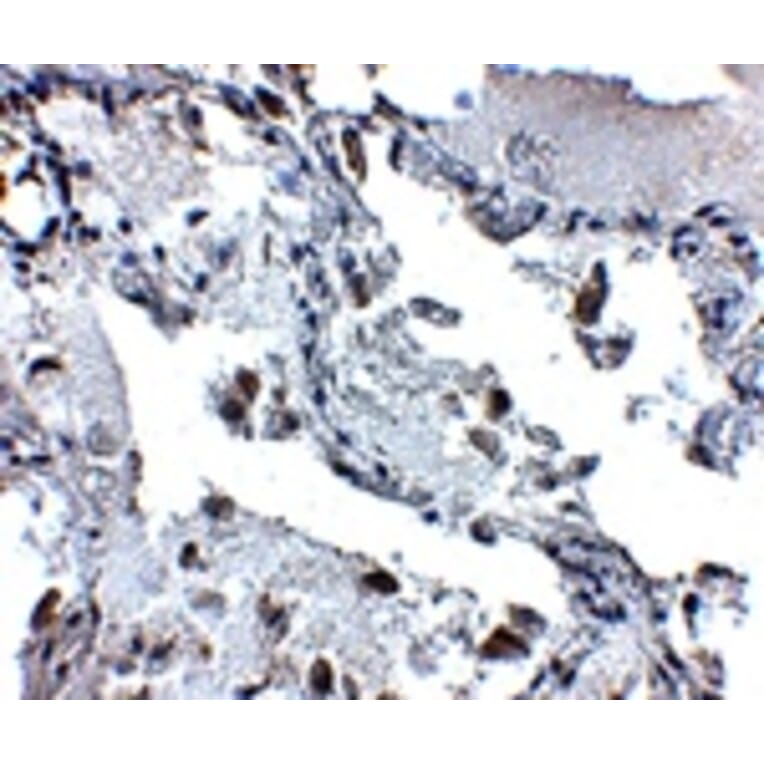 Immunohistochemistry - SH3BP4 Antibody from Signalway Antibody (24895) - Antibodies.com