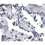 Immunohistochemistry - SH3BP4 Antibody from Signalway Antibody (24895) - Antibodies.com