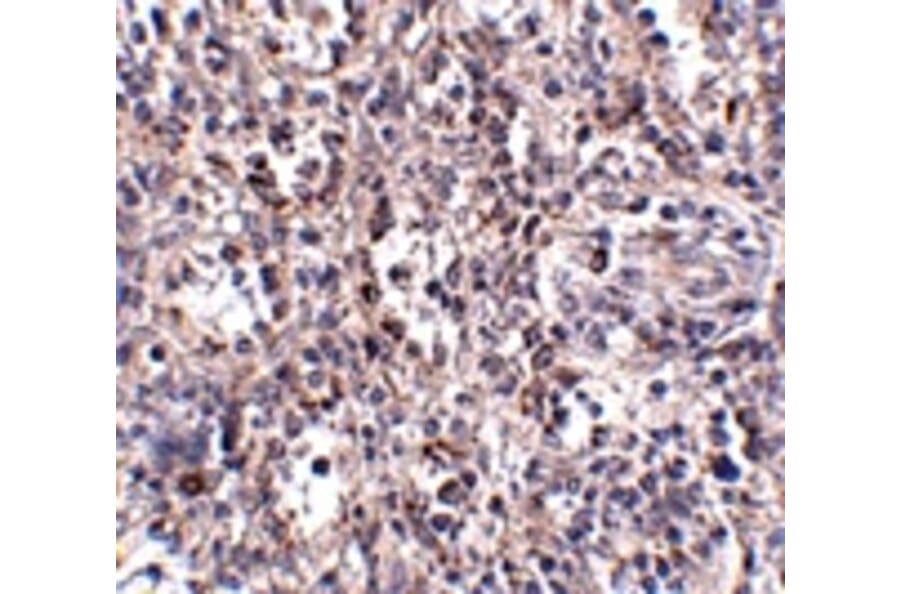 Immunohistochemistry - SCARB1 Antibody from Signalway Antibody (24903) - Antibodies.com