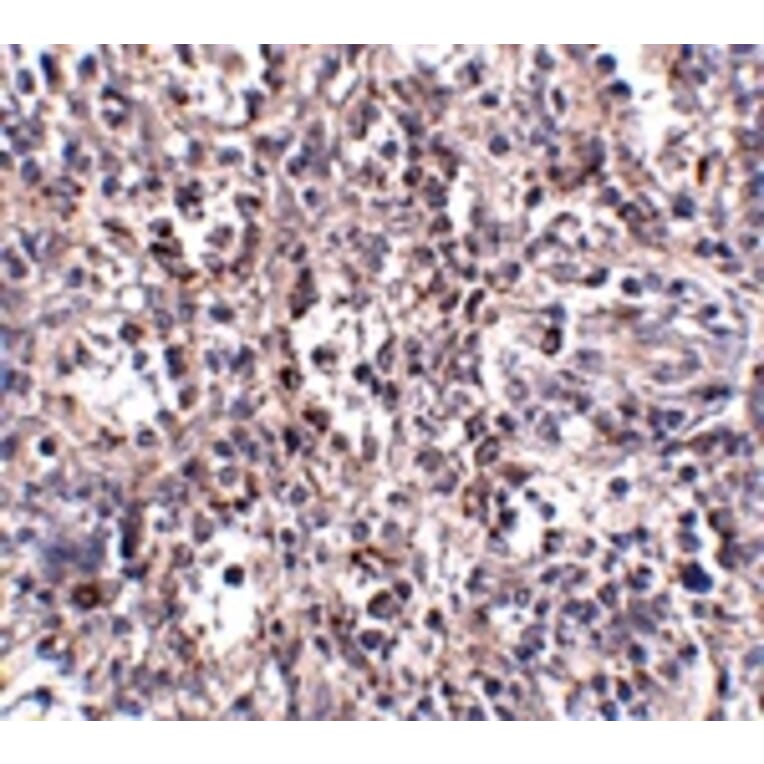 Immunohistochemistry - SCARB1 Antibody from Signalway Antibody (24903) - Antibodies.com
