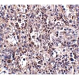 Immunohistochemistry - SCARB1 Antibody from Signalway Antibody (24903) - Antibodies.com