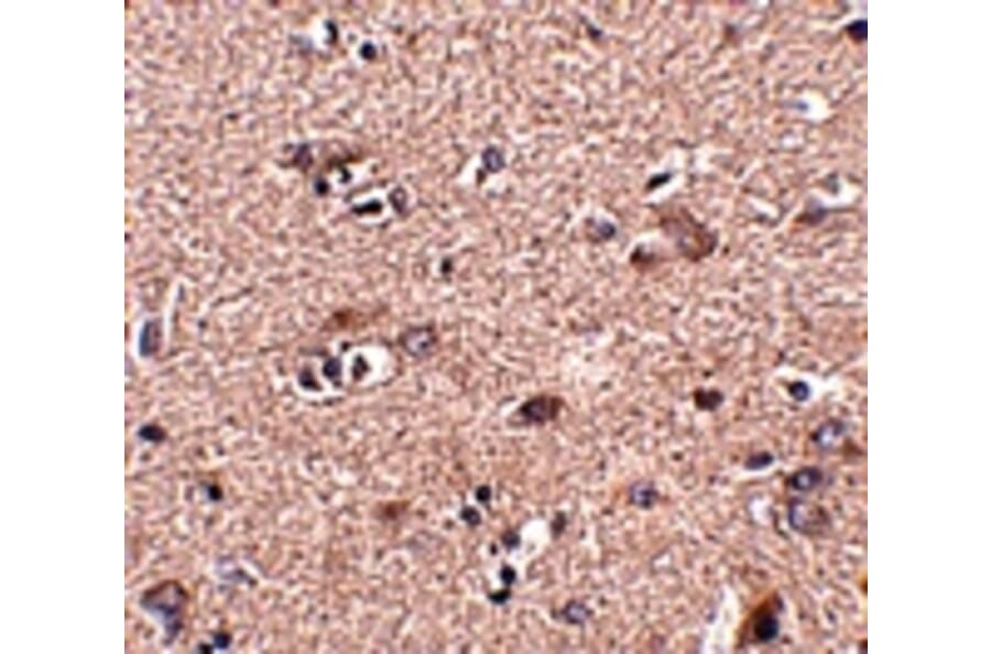 Immunohistochemistry - SCAMP4 Antibody from Signalway Antibody (24942) - Antibodies.com