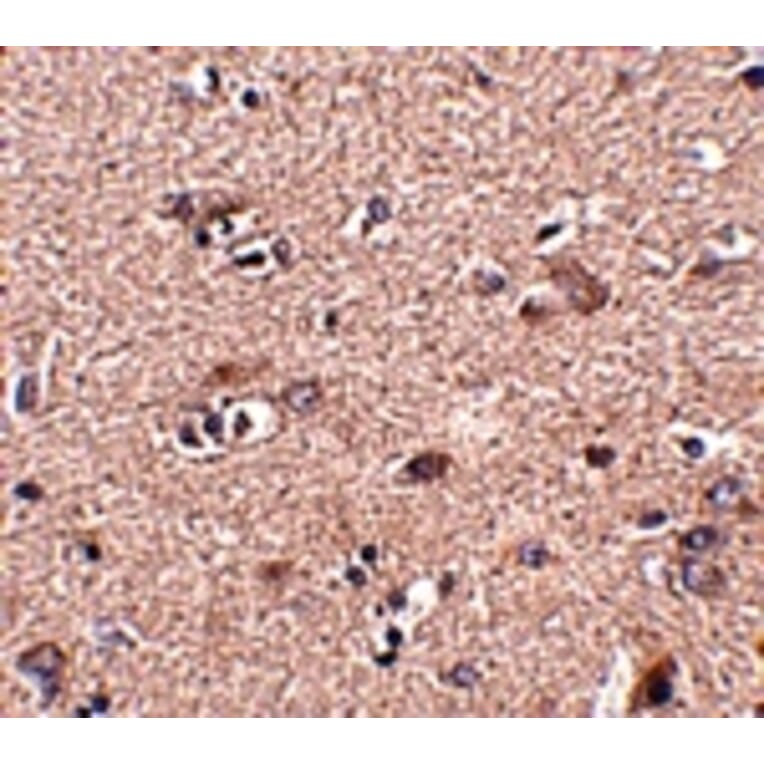 Immunohistochemistry - SCAMP4 Antibody from Signalway Antibody (24942) - Antibodies.com