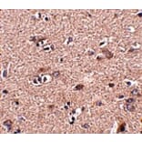 Immunohistochemistry - SCAMP4 Antibody from Signalway Antibody (24942) - Antibodies.com