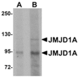 Western blot - JMJD1A Antibody from Signalway Antibody (24955) - Antibodies.com