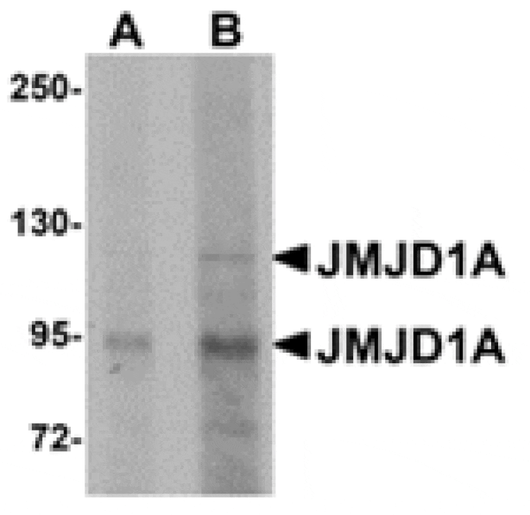 Western blot - JMJD1A Antibody from Signalway Antibody (24955) - Antibodies.com