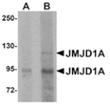 Western blot - JMJD1A Antibody from Signalway Antibody (24955) - Antibodies.com