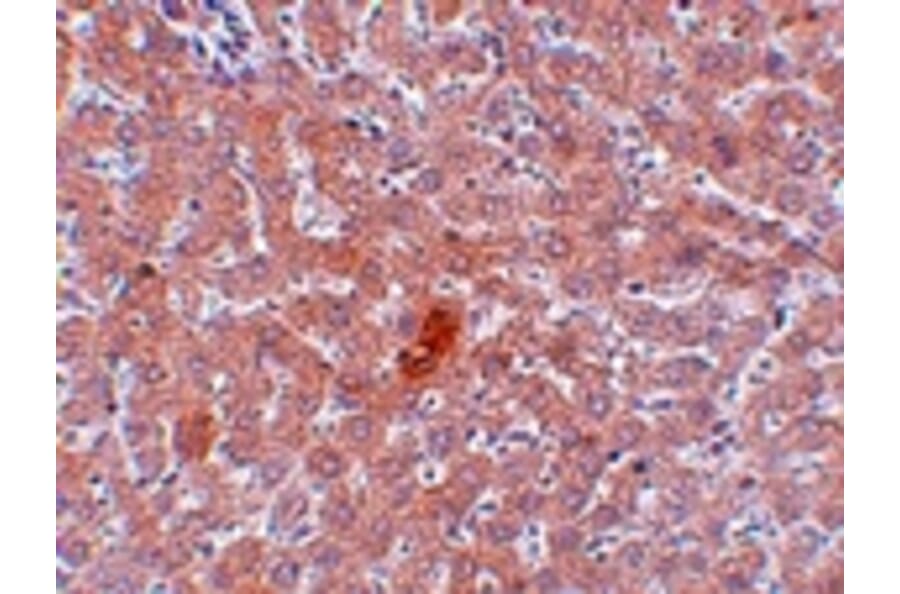 Immunohistochemistry - JMJD1A Antibody from Signalway Antibody (24955) - Antibodies.com