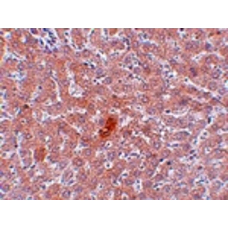 Immunohistochemistry - JMJD1A Antibody from Signalway Antibody (24955) - Antibodies.com