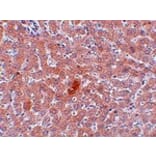 Immunohistochemistry - JMJD1A Antibody from Signalway Antibody (24955) - Antibodies.com