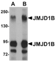 Western blot - JMJD1B Antibody from Signalway Antibody (24956) - Antibodies.com