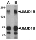 Western blot - JMJD1B Antibody from Signalway Antibody (24956) - Antibodies.com