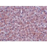 Immunohistochemistry - JMJD1B Antibody from Signalway Antibody (24956) - Antibodies.com