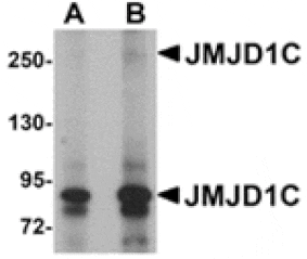 Western blot - JMJD1C Antibody from Signalway Antibody (24957) - Antibodies.com