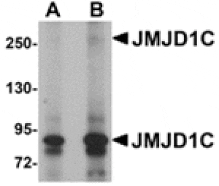 Western blot - JMJD1C Antibody from Signalway Antibody (24957) - Antibodies.com