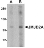 Western blot - JMJD2A Antibody from Signalway Antibody (24958) - Antibodies.com