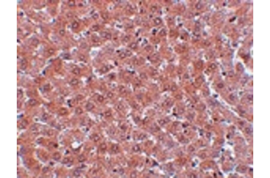 Immunohistochemistry - JMJD2A Antibody from Signalway Antibody (24958) - Antibodies.com