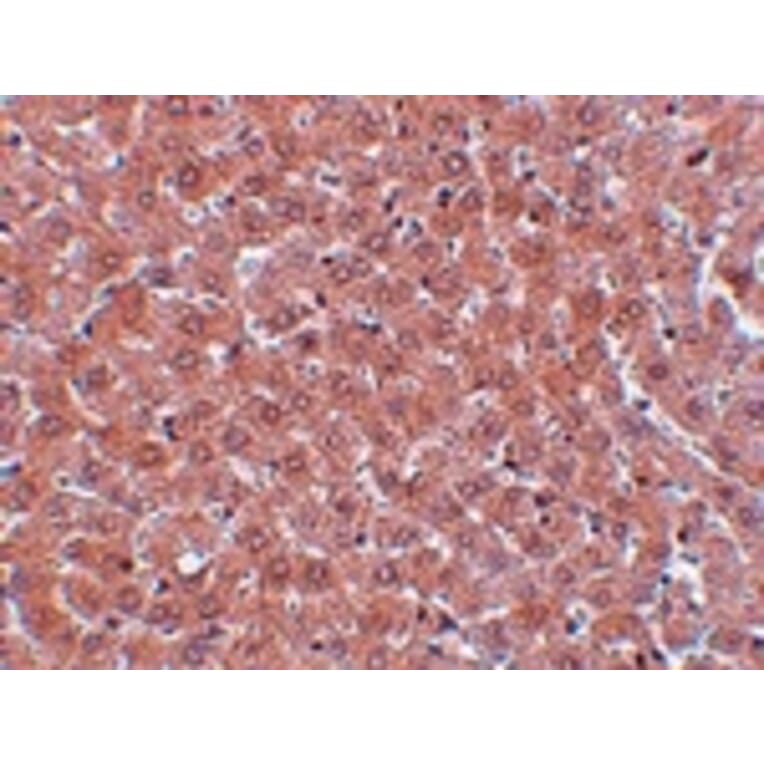 Immunohistochemistry - JMJD2A Antibody from Signalway Antibody (24958) - Antibodies.com