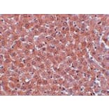 Immunohistochemistry - JMJD2A Antibody from Signalway Antibody (24958) - Antibodies.com